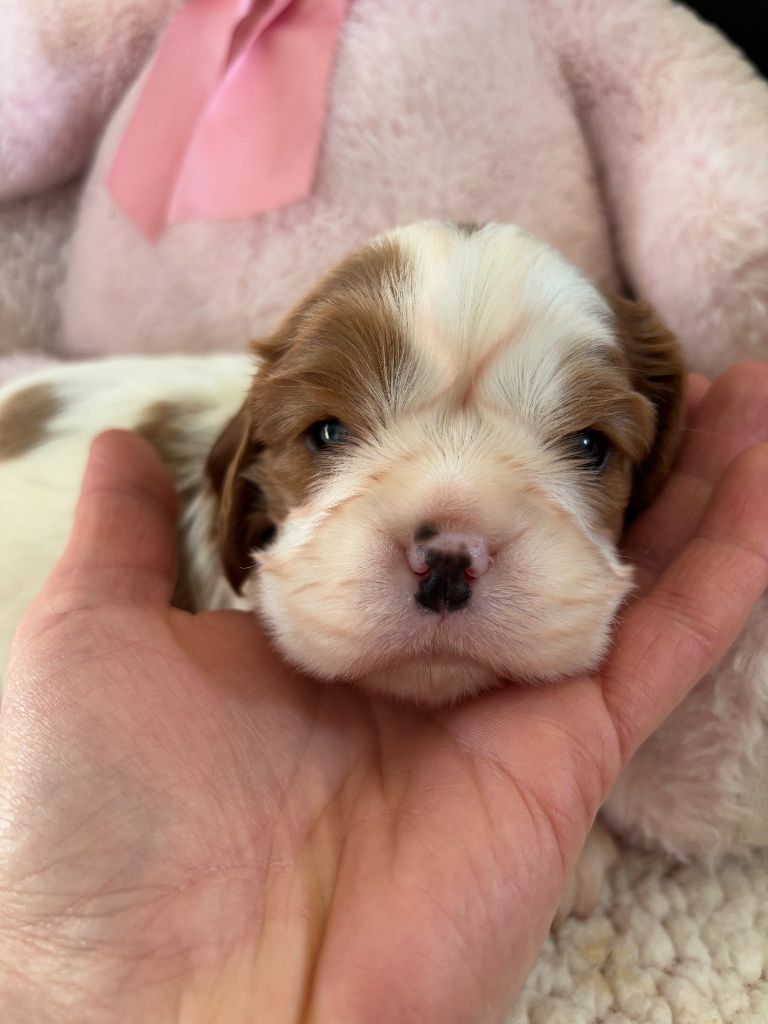 Manon Platel - Chiot disponible  - Cavalier King Charles Spaniel