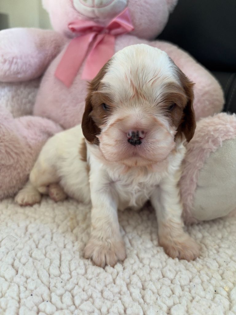 Manon Platel - Chiot disponible  - Cavalier King Charles Spaniel