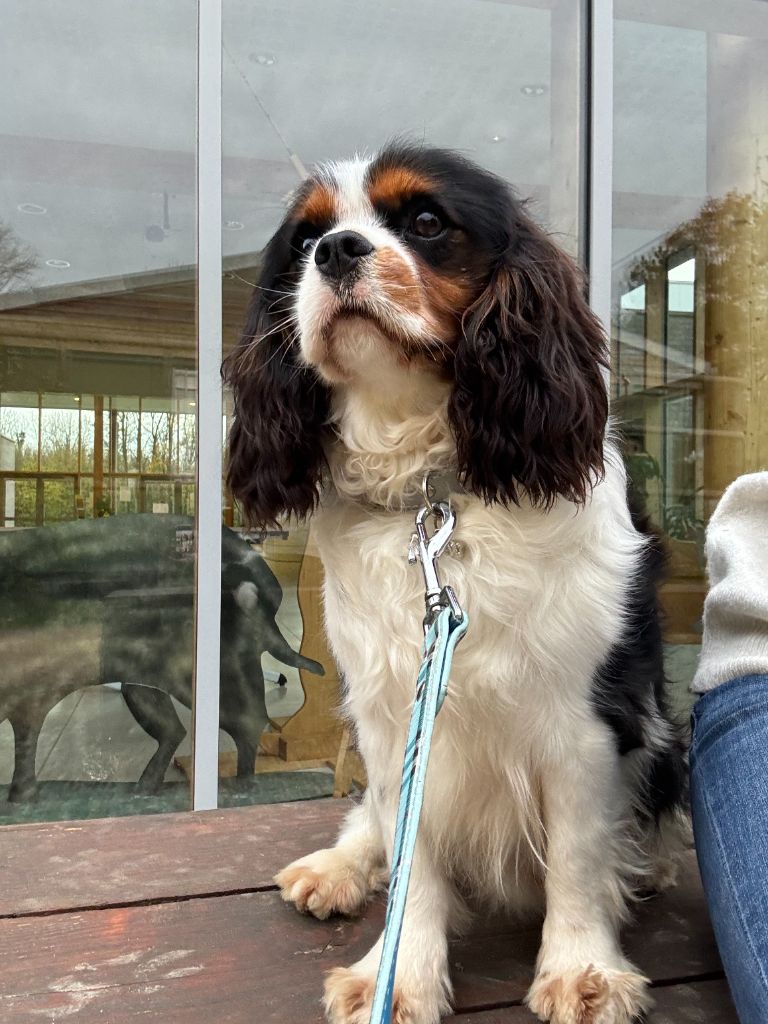 Voyou de la maison du ryez