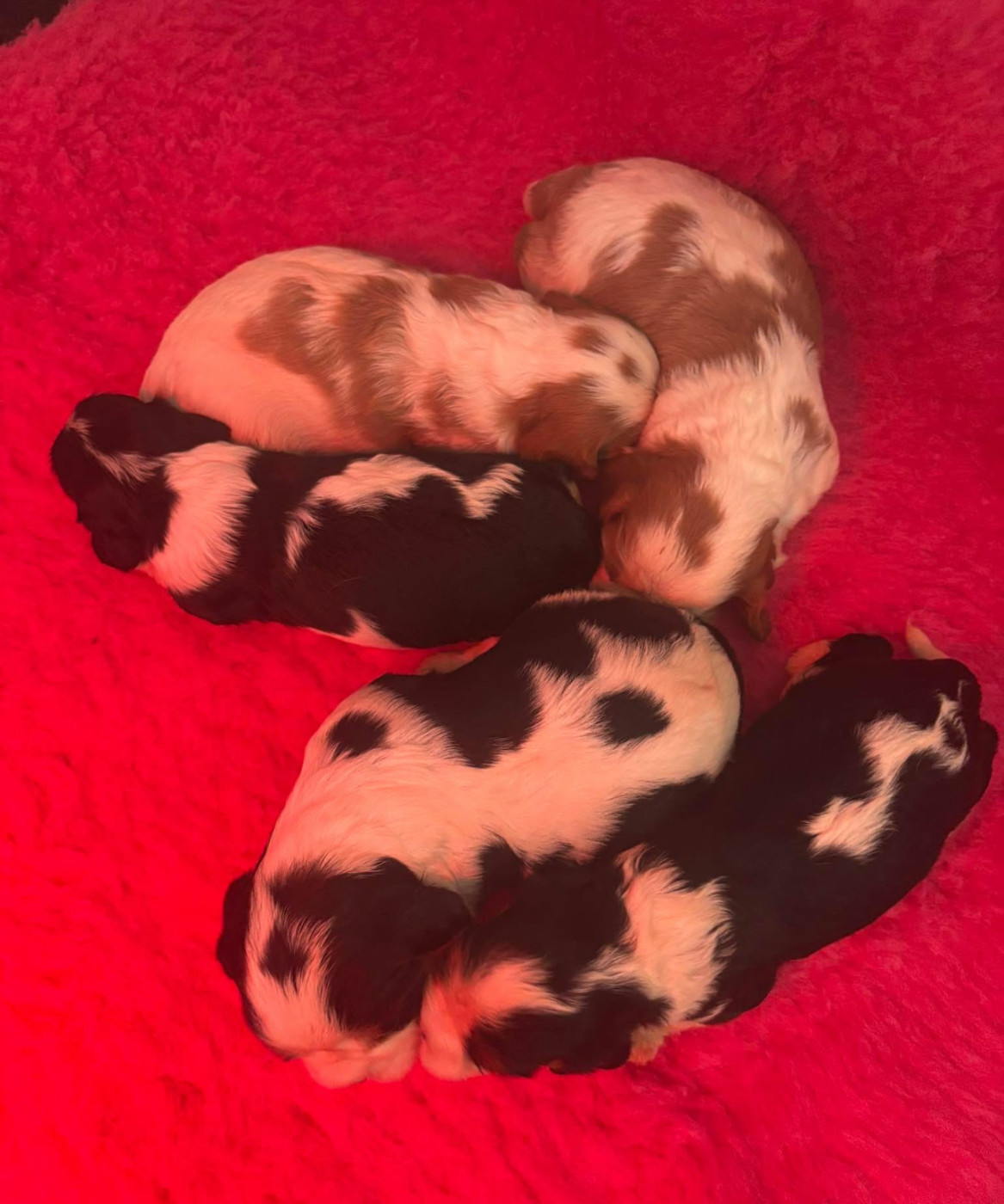 Chiot Cavalier King Charles Spaniel Manon Platel