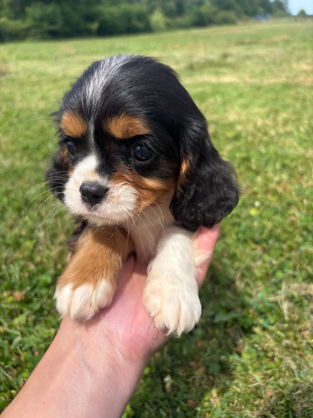 Manon Platel - Chiots disponibles - Cavalier King Charles Spaniel