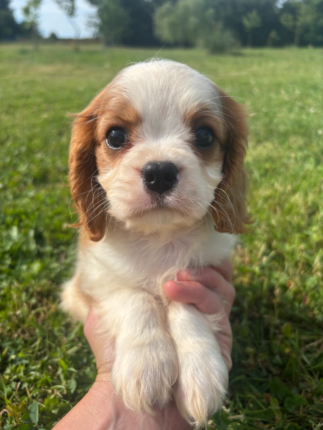 Manon Platel - Chiots disponibles - Cavalier King Charles Spaniel