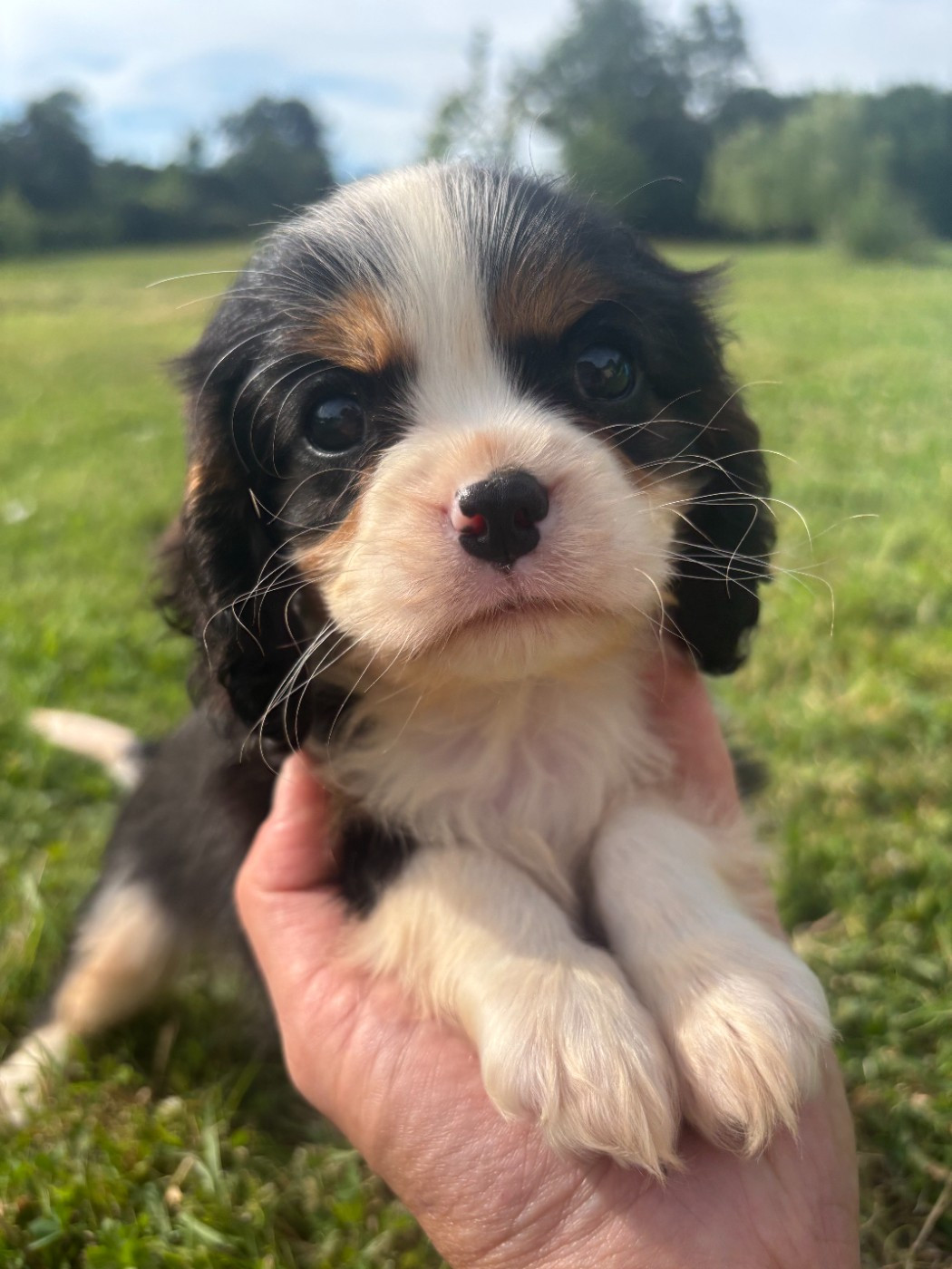 Manon Platel - Chiots disponibles - Cavalier King Charles Spaniel