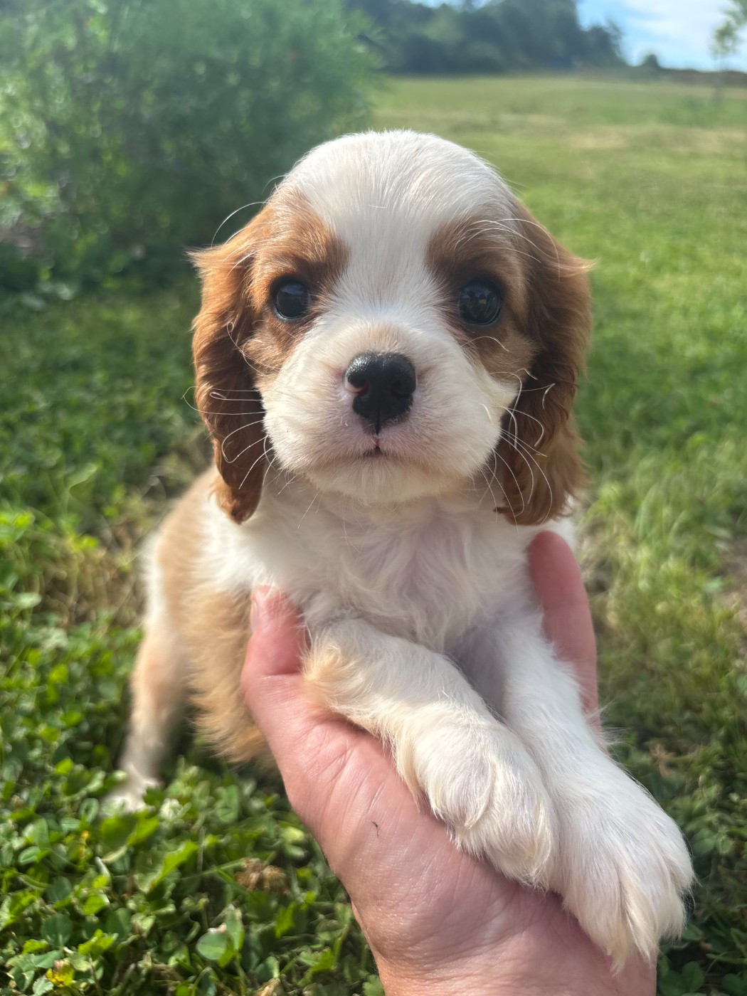 Manon Platel - Chiots disponibles - Cavalier King Charles Spaniel