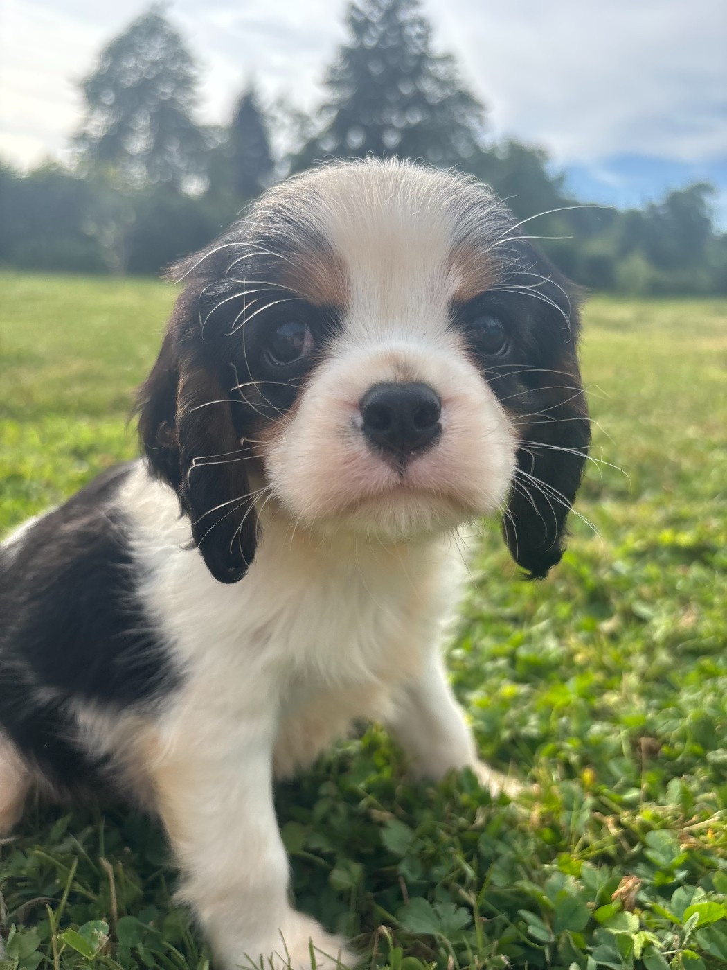 Manon Platel - Chiots disponibles - Cavalier King Charles Spaniel